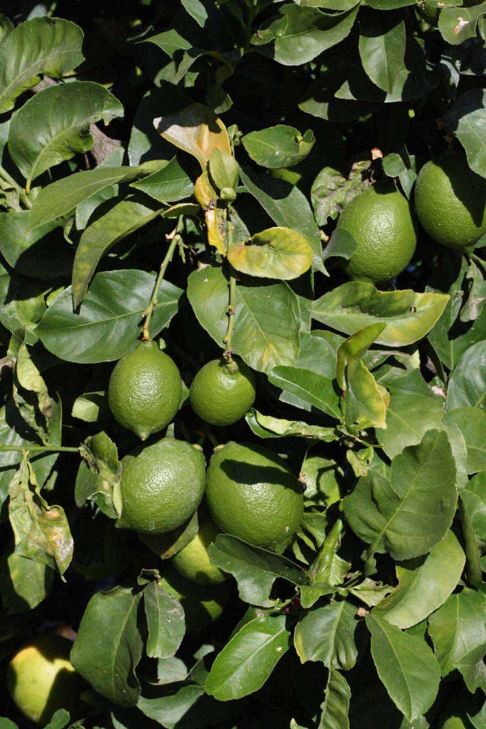              Sun leaves (Riverside, CA)       